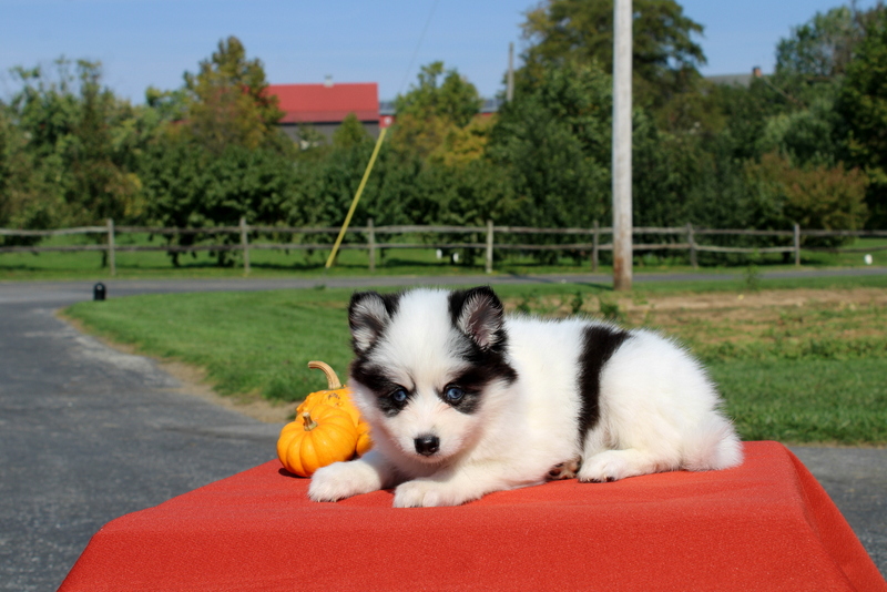 puppy, for, sale, Pomsky, Matthew B. Stoltzfus, dog, breeder, Gap, PA, dog-breeder, puppy-for-sale, forsale, nearby, find, puppyfind, locator, puppylocator, aca